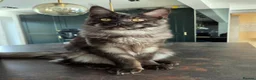 Maine Coon cats for sale: Maine Coon kittens, 2 girls , 1 boy  - Advert 5