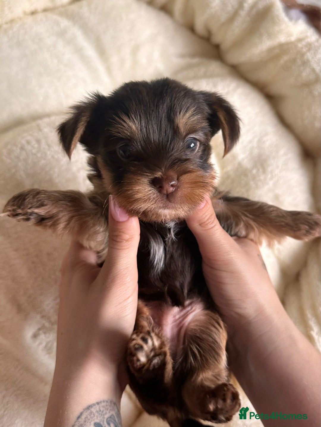 Yorkshire Terrier dogs for sale: DNA tested parents - Yorkie puppies  - Image 19