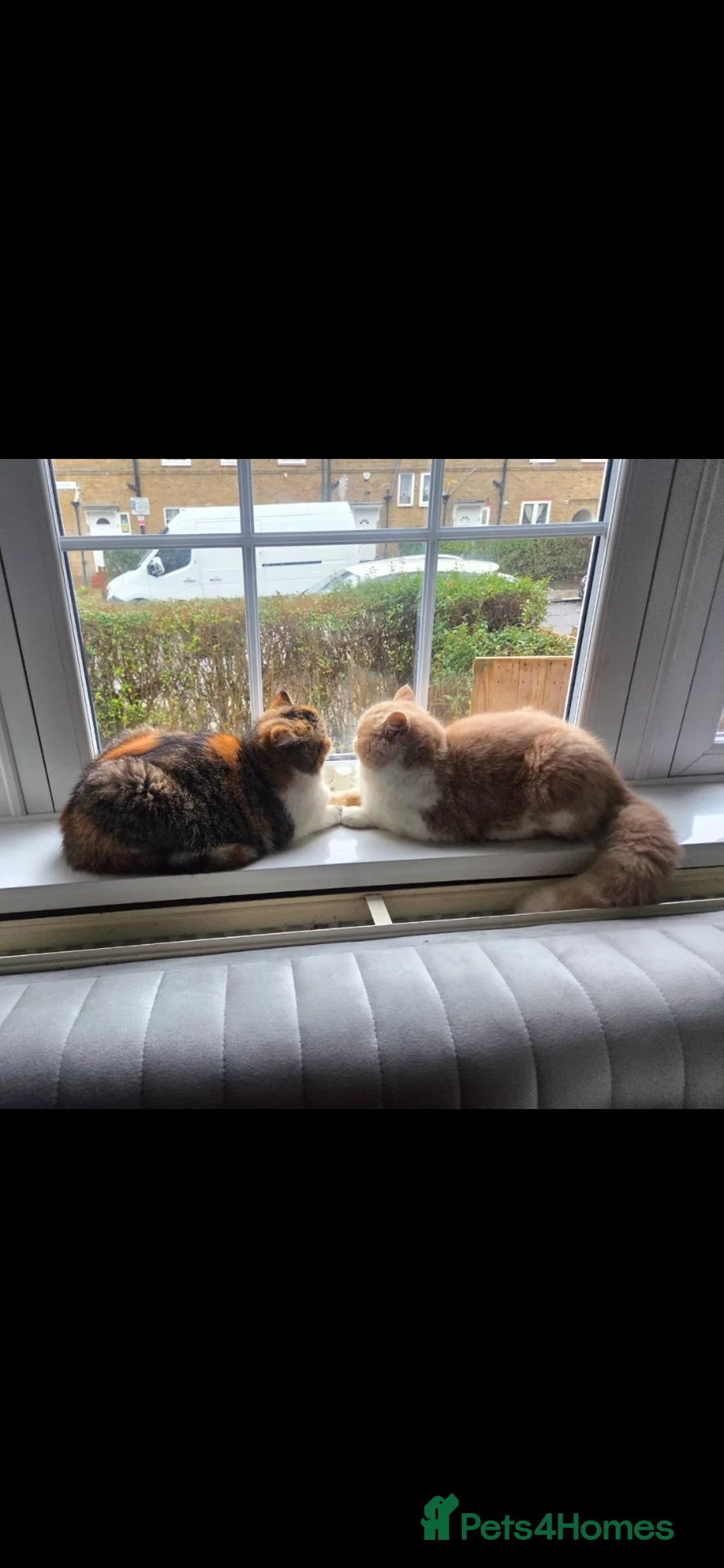Exotic cats for sale: Gorgeous GCCF Registered Exotic Shorthair Male - Advert 3
