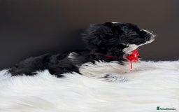 Yorkshire Terrier dogs for sale:  Ready to go Exotic Colourful Yorkshire Terriers - Advert 7