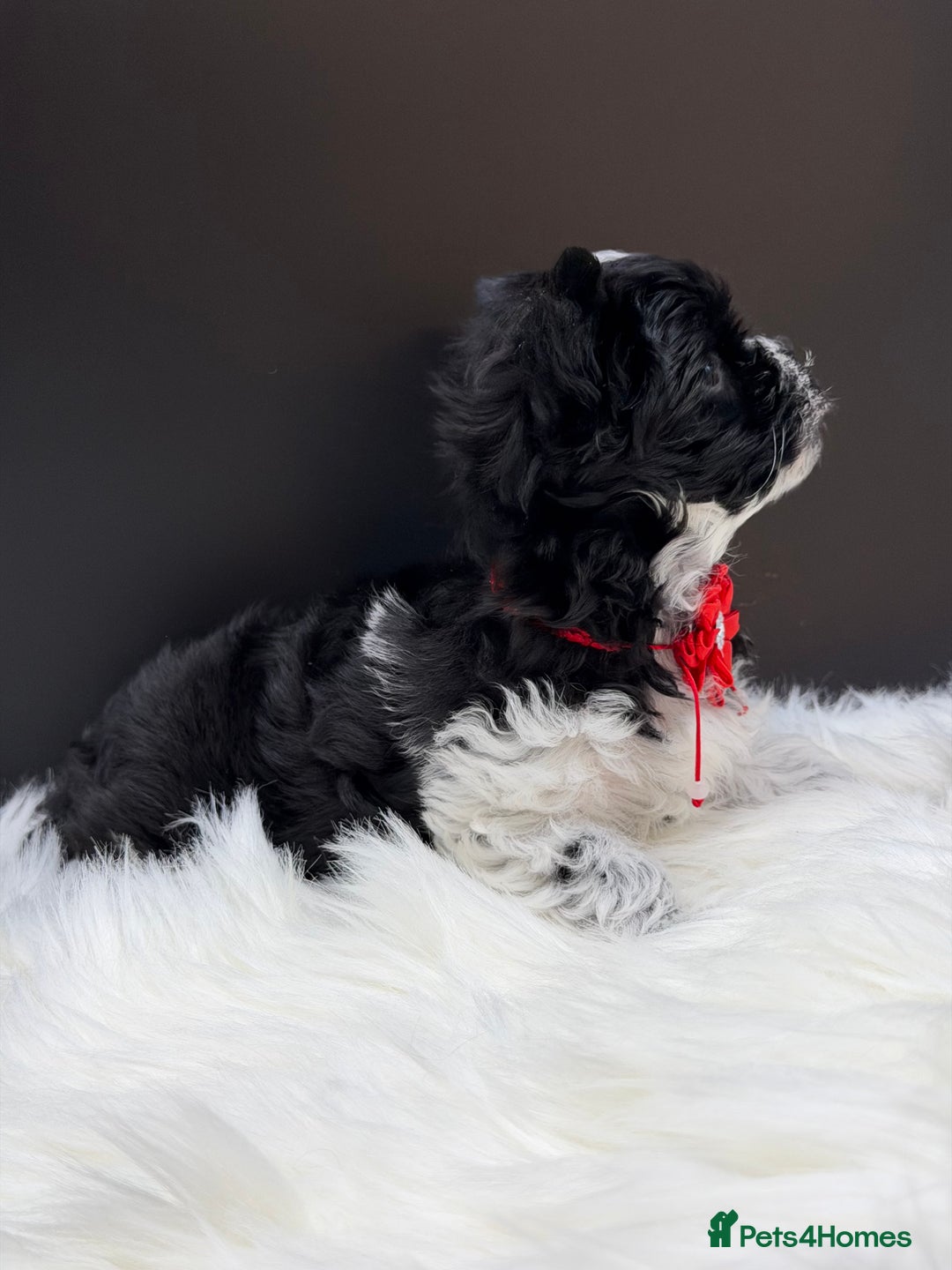 Yorkshire Terrier dogs for sale:  Ready to go Exotic Colourful Yorkshire Terriers - Advert 7