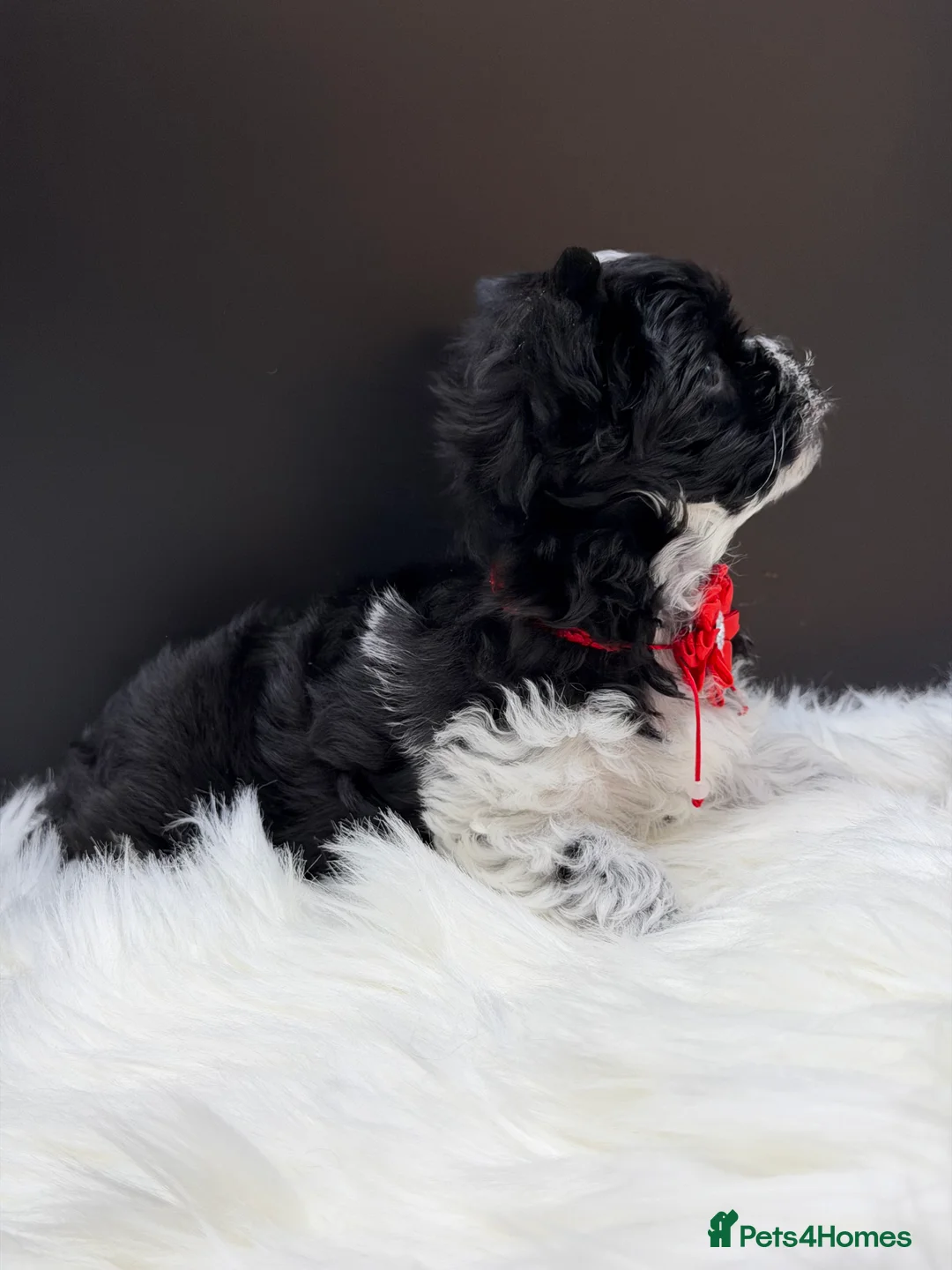 Yorkshire Terrier dogs for sale: Dropped prices!! Fantastic Tiny Boys🐾 Pedigree 🐾 - Advert 11