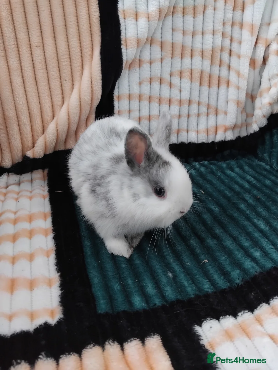 Netherland Dwarf rabbits for sale: Baby Netherland Dwarf rabbits  - Advert 4