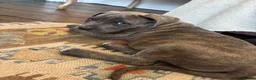 Mixed Breed dogs for sale: Cane Corso / Bullmastiff Puppies ready to  go. - Advert 13