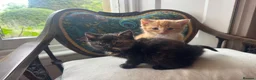 Mixed Breed cats for sale: Beautiful kittens 1 male 1 female - Advert 1