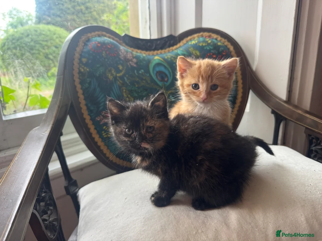 Mixed Breed cats for sale: Beautiful kittens 1 male 1 female - Advert 1