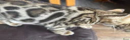 Bengal cats for sale: Bengal kitten GCCF registred  - Advert 9