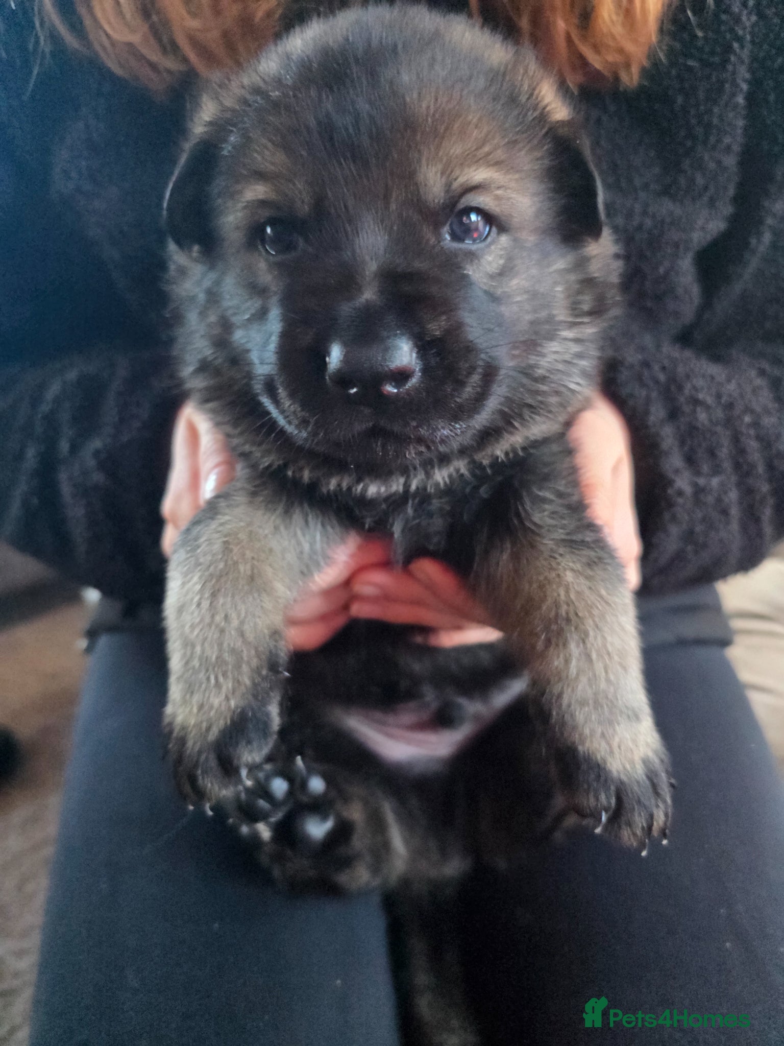 German Shepherd dogs "Ghost X Bella" Exceptional lines - Advert 2