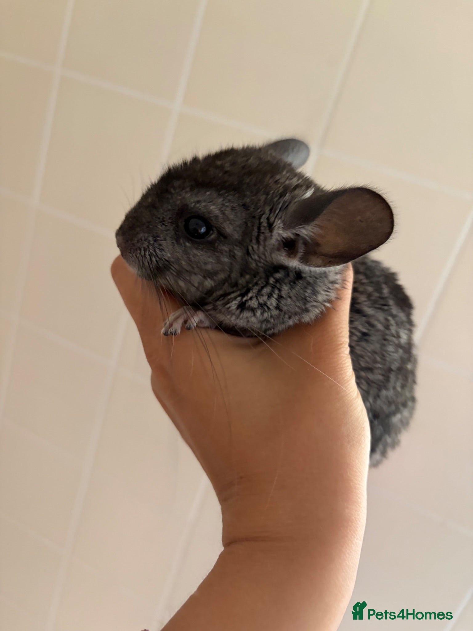 Chinchilla rodents Male chinchilla  - Advert 12