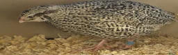 Quail poultry for sale: Quail - Males - Advert 5