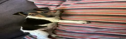 Jack Russell dogs for sale: Docked tail jack russel - Advert 5