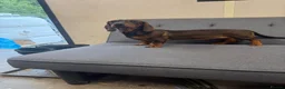 Dachshund dogs for sale: 2 tekles for sale brother and sister £1100 ONO - Advert 5