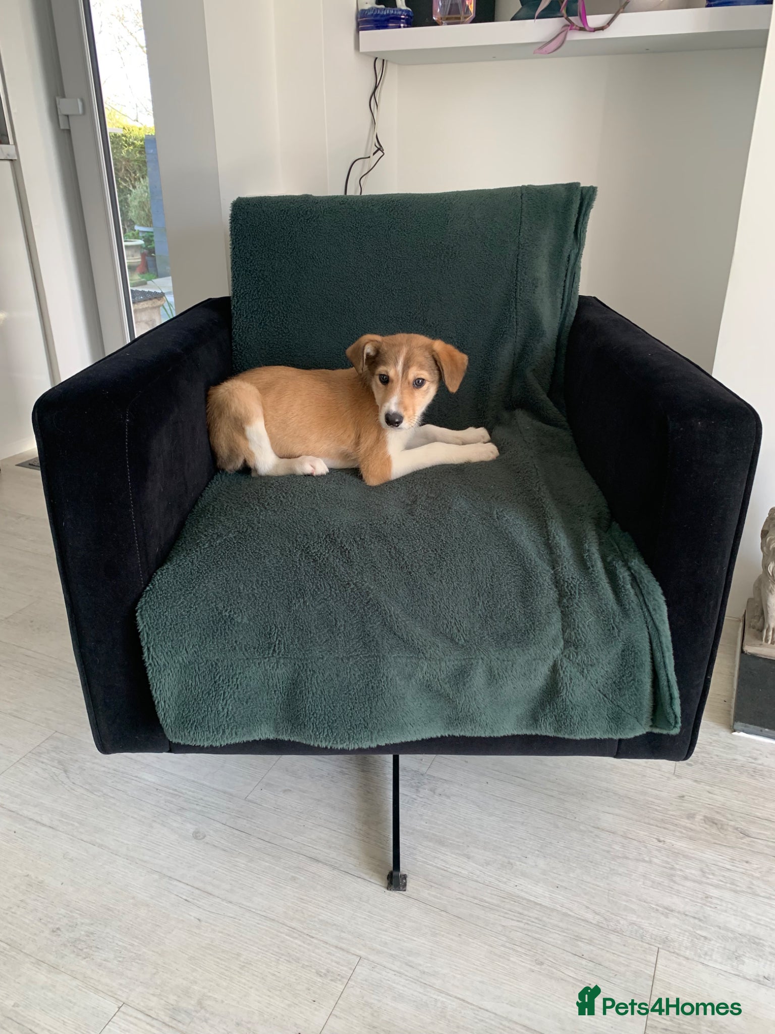 Mixed Breed dogs Old style Lurcher puppies - Ready now  - Advert 14