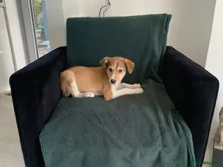 Mixed Breed dogs Old style Lurcher puppies - Ready now - Advert 14