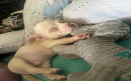 Chihuahua dogs for sale: Beautiful girl grey and black Chihuahua puppy - Image 14