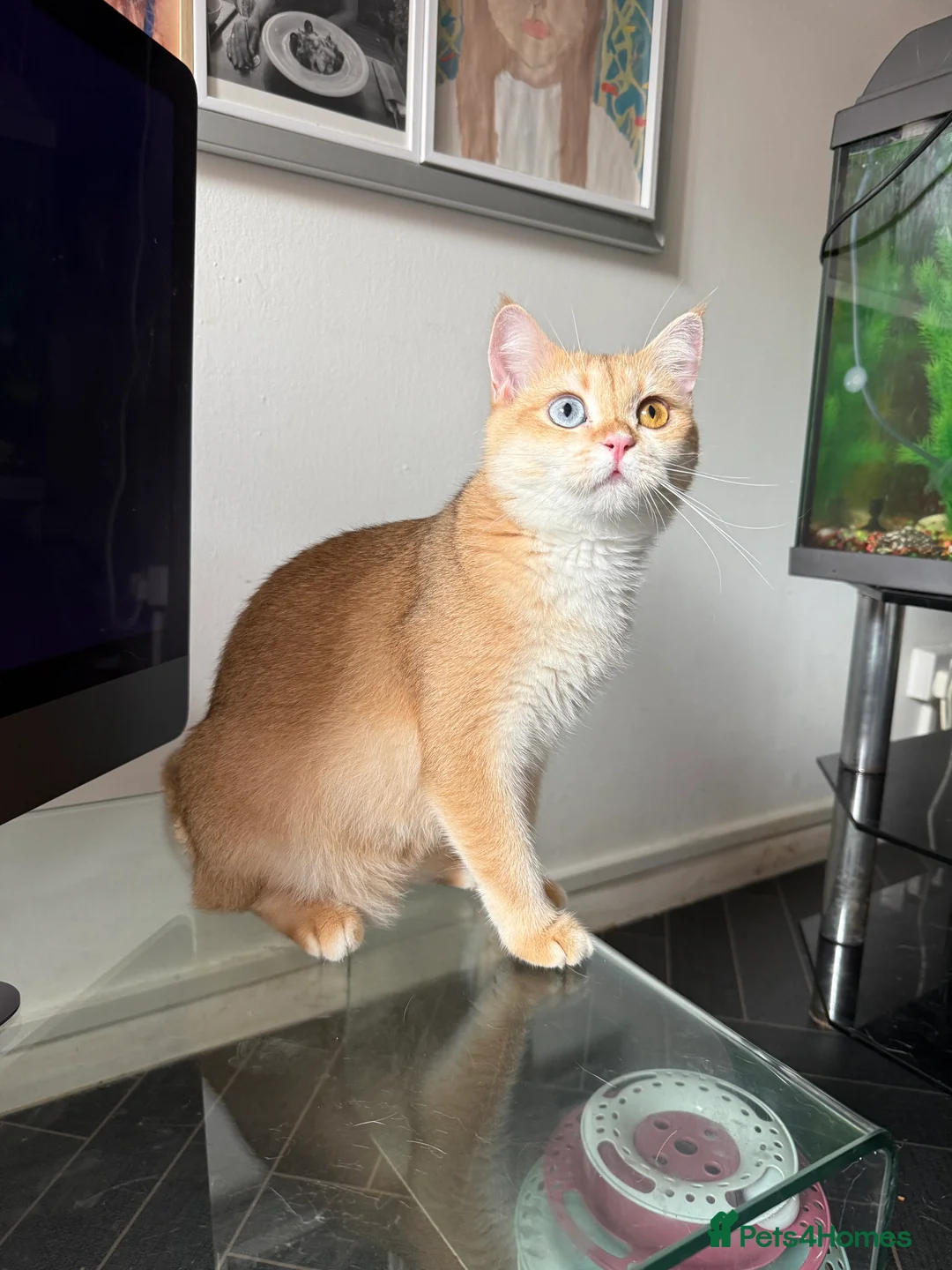 British Shorthair cats for sale: GCCF BSH Active Black Golden Odd Eyes Female Breed - Advert 6