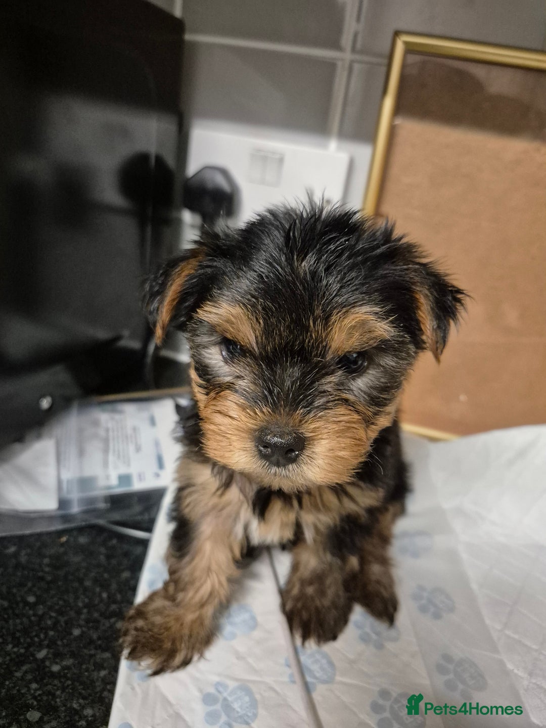 Yorkshire Terrier dogs for sale: 3 beautiful yorkies puppies - Image 3