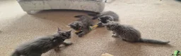Maine Coon cats for sale: 🐾 Stunning Maine Coon Kittens  Ready Now £1000 🐾 in Newport - Advert 12