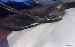Mixed Breed cats for sale: 6 kittens ready now  - Image 3