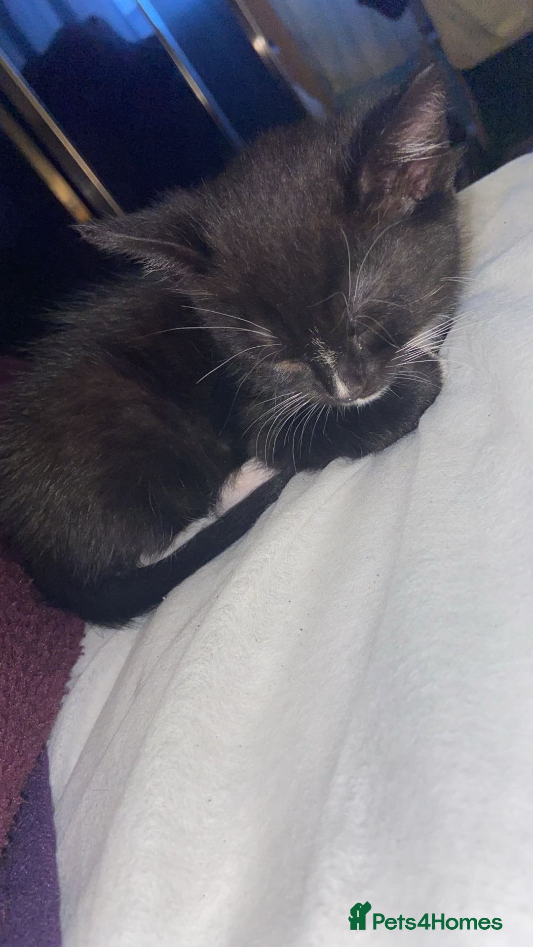 Mixed Breed cats for sale: 6 kittens ready now  - Image 3