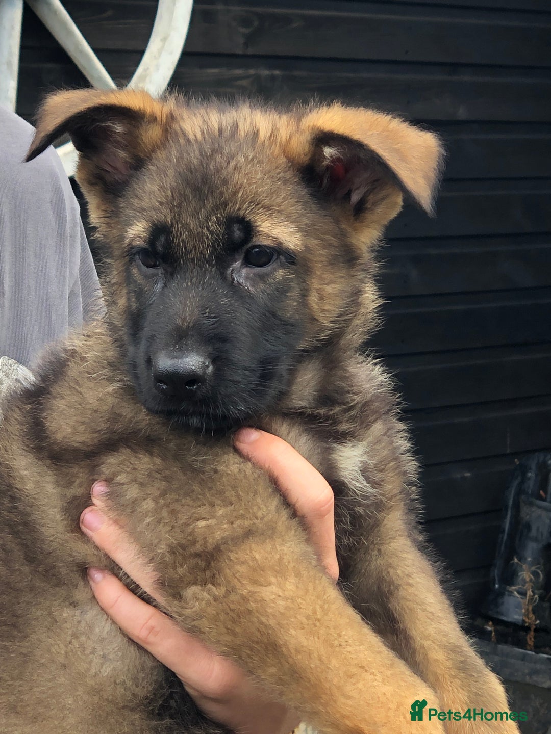 German Shepherd dogs for sale: Gorgeous German shepherd puppies  - Image 1
