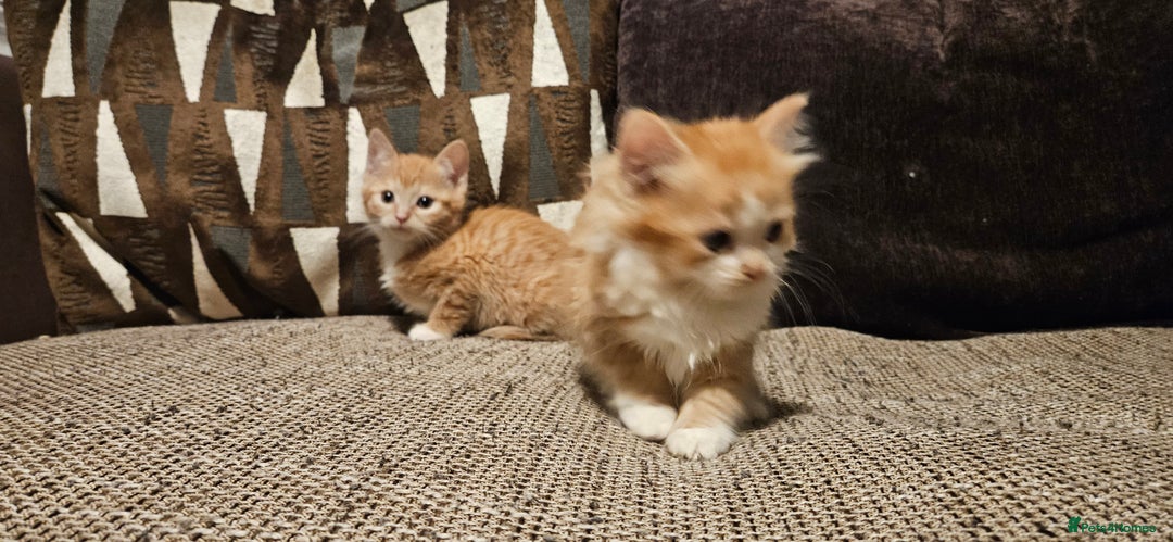 Ragdoll cats for sale: Half Ragdoll Kittens - Image 3