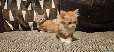 Ragdoll cats - Advert 13