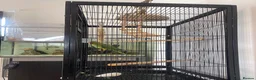 Ringnecks birds for sale: Ringneck parrot and set up. in Bournemouth - Advert 9