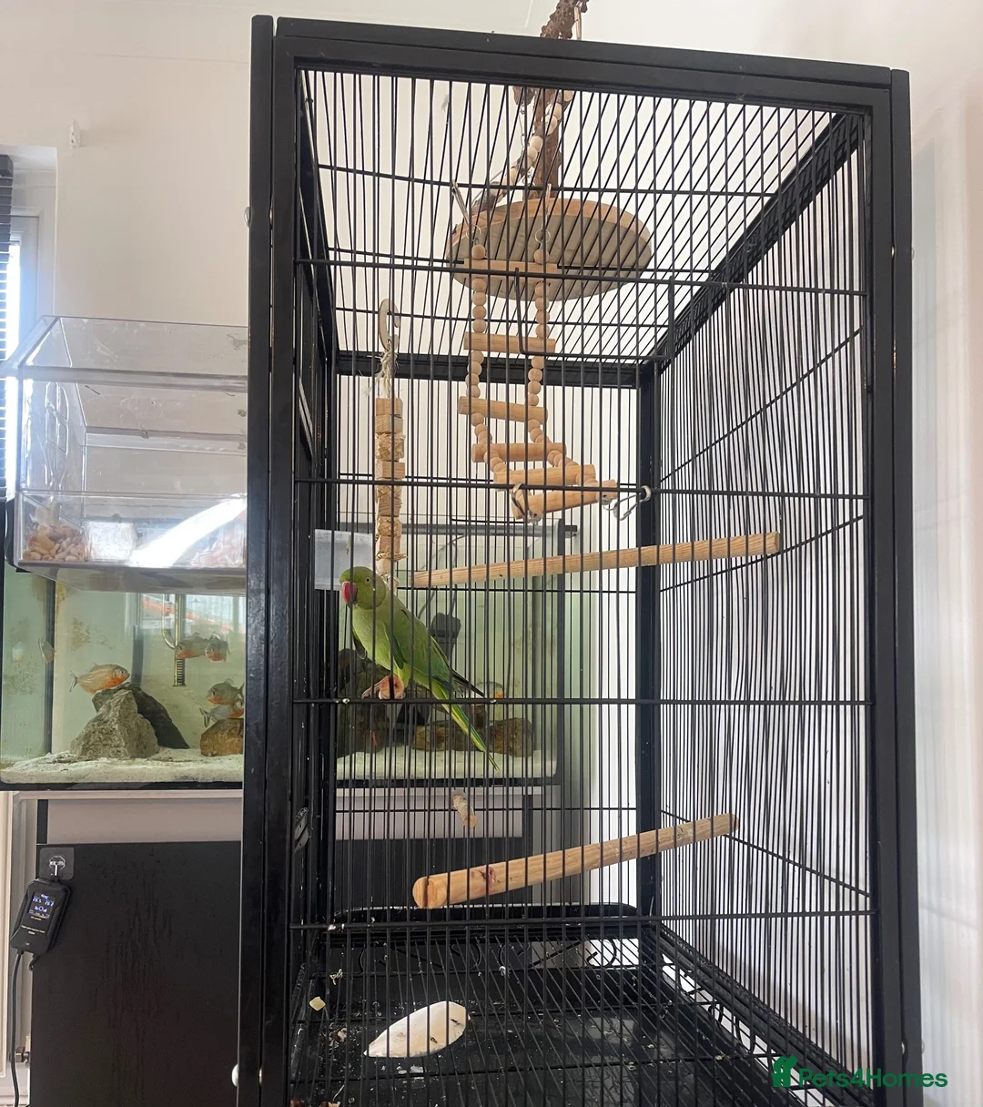 Ringnecks birds for sale: Ringneck parrot and set up. in Bournemouth - Advert 9