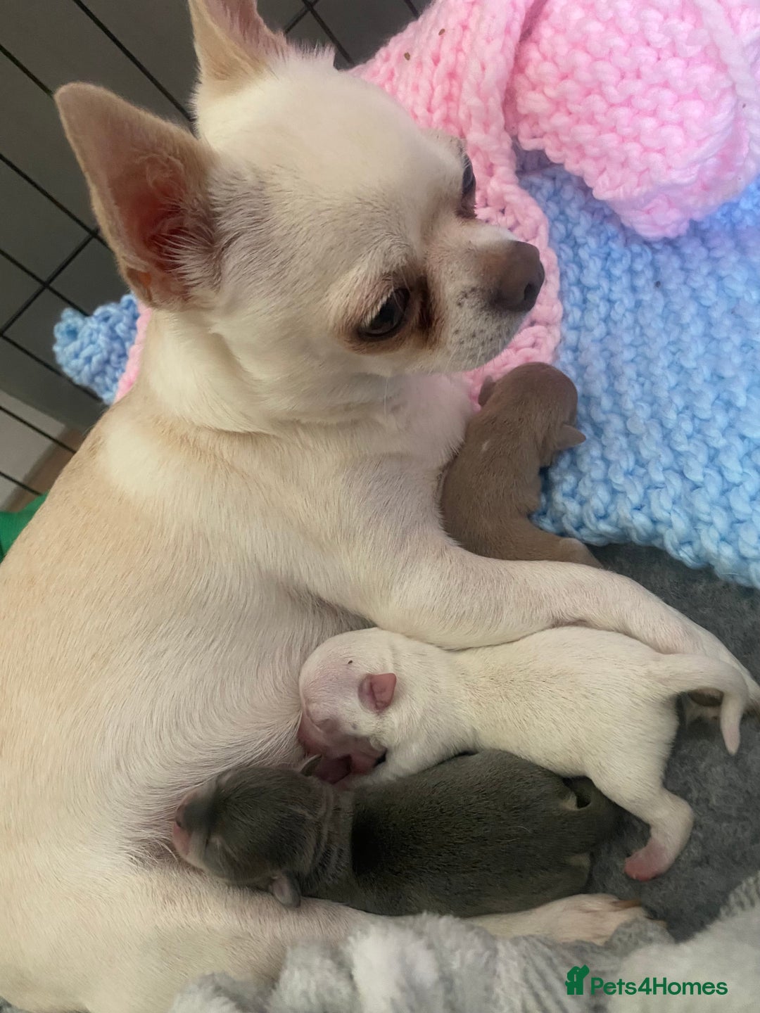 Chihuahua dogs for sale: Tiny apple head chihuahuas - Image 2