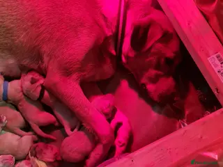 Labrador Retriever dogs Fox Red labrador retriever puppies for sale - Advert 4