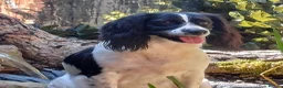 English Springer Spaniel dogs for sale: Springer spaniel puppy's.  - Advert 1