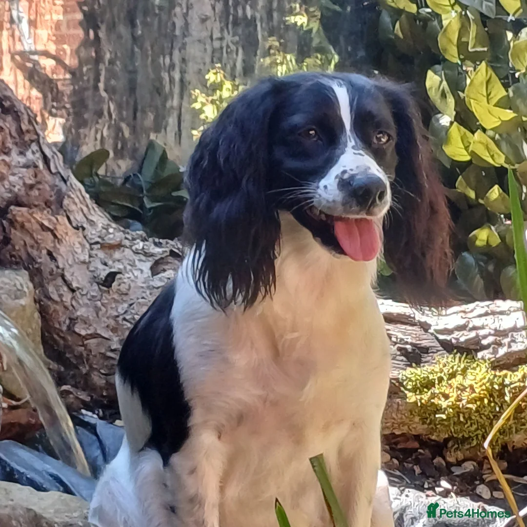 English Springer Spaniel dogs for sale: Springer spaniel puppy's.  - Advert 1