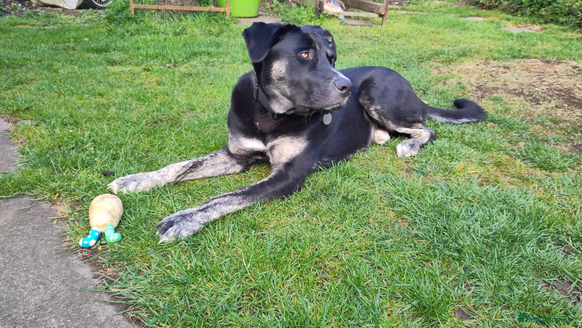 Mixed Breed dogs for adoption: BUSTER- quiet home wanted for sensitive young boy - Advert 8