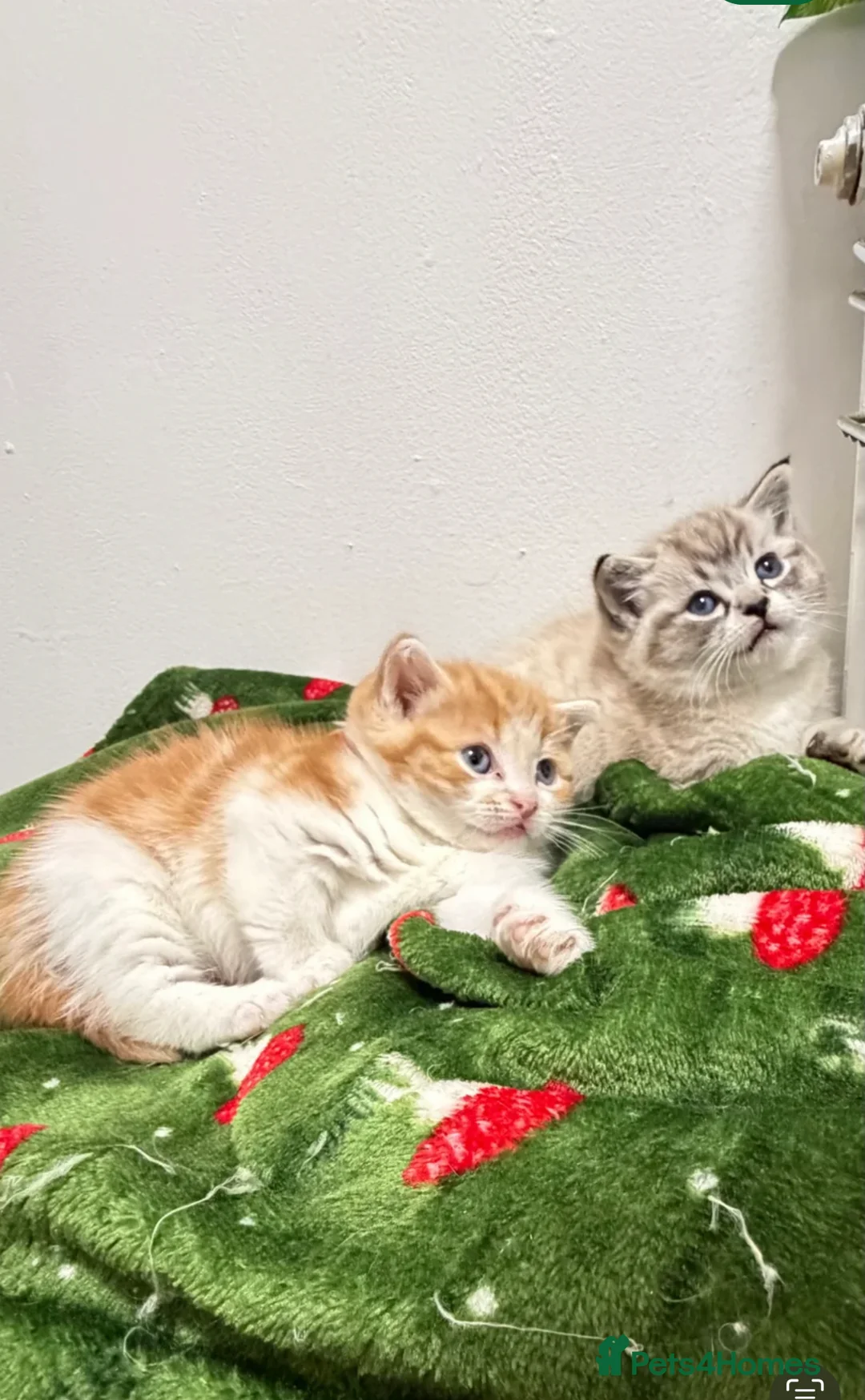 British Shorthair cats for sale: British Shorthair Kitten  in Barking - Advert 2