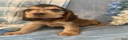 Cocker Spaniel dogs for sale: Show type cocker spaniel puppy’s  - Advert 17