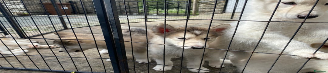 Grey/White Alaskan Malamute Boy