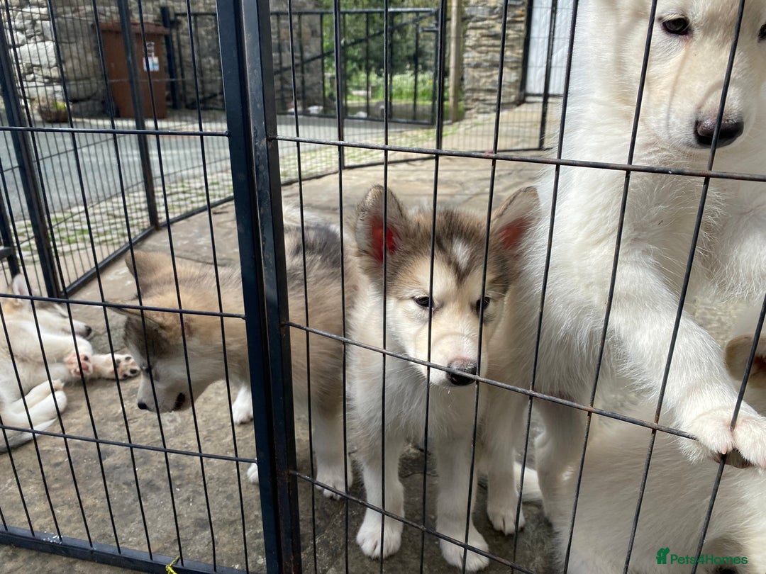 Alaskan Malamute dogs for sale: Pure bred Alaskan Malamute puppies - Image 3
