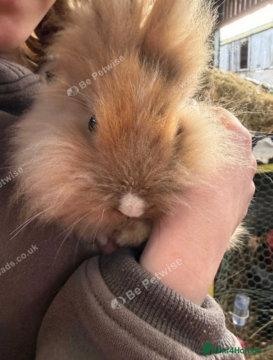 Lionhead rabbits for sale: 1 male lionhead - Advert 3