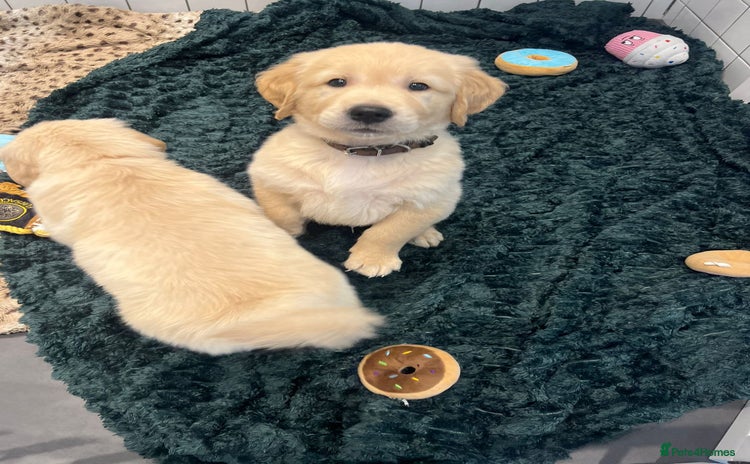 Golden Retriever dogs - Advert 2