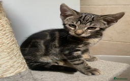 Domestic Shorthair cats for sale: 2xBEAUTIFUL KITTENS AVAILABLE NOW😸 - Image 4