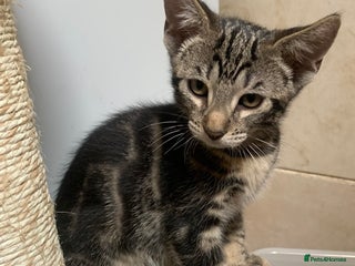 Domestic Shorthair cats - Advert 37