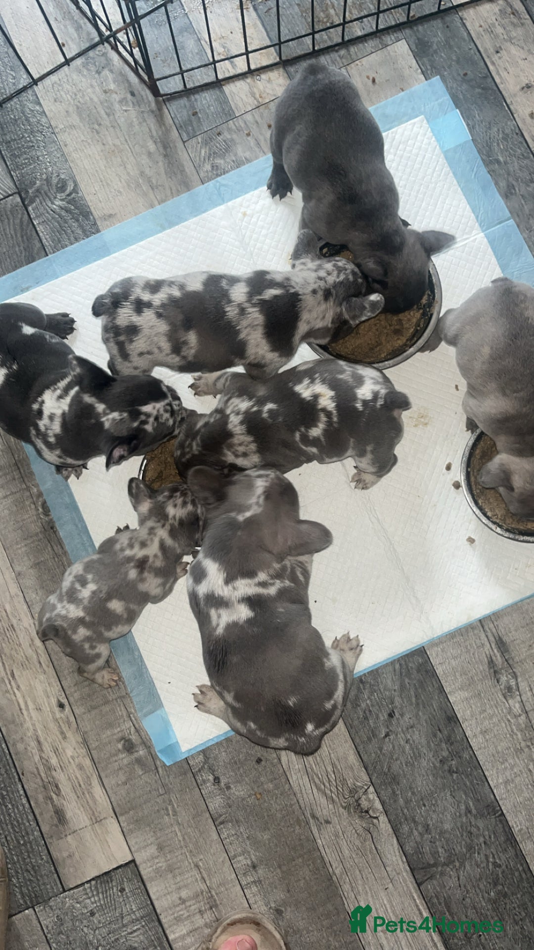 French Bulldog dogs for sale: Tri-colour Blue Merle Frenchie pups - Image 9