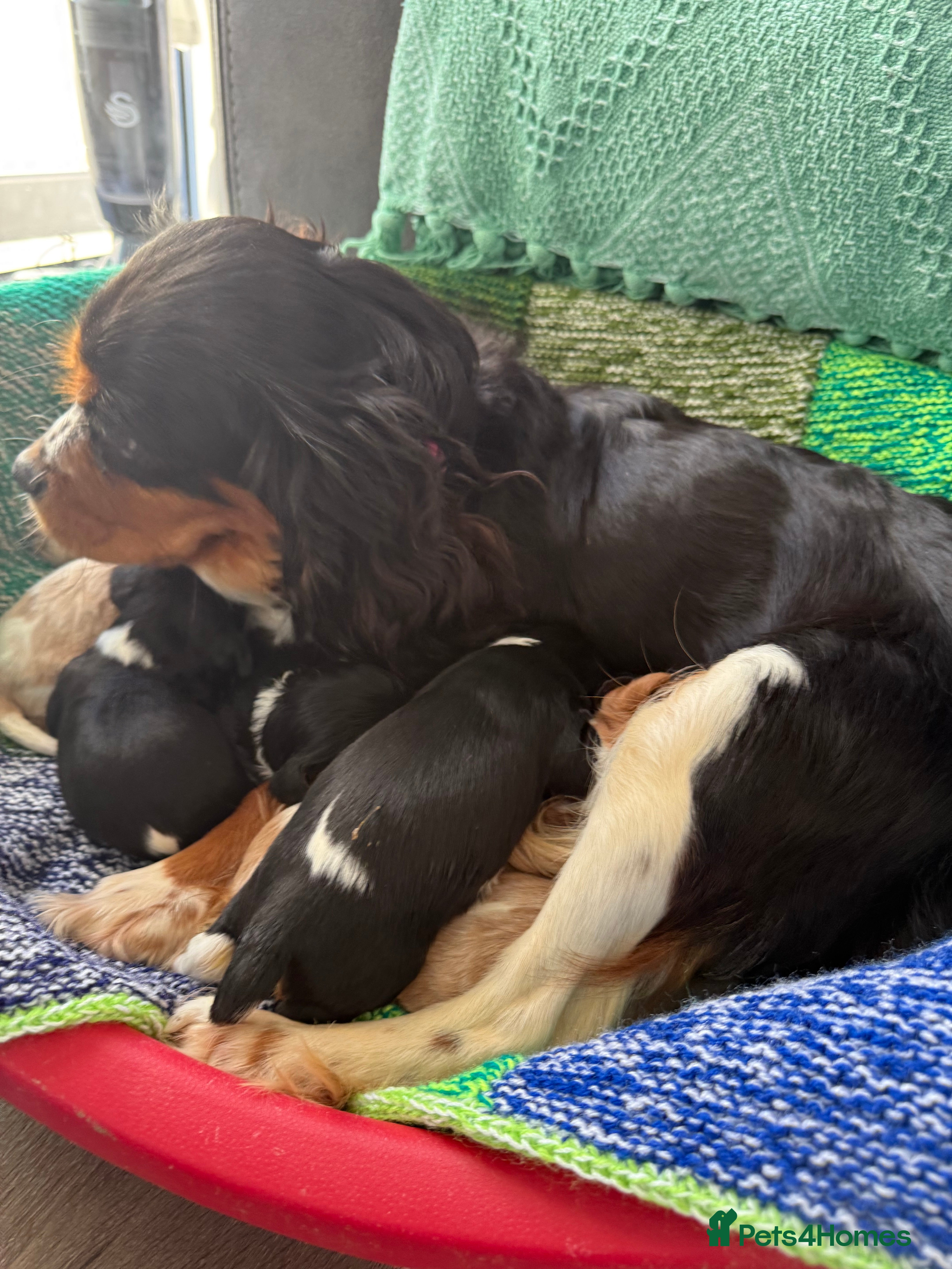 Cavalier King Charles Spaniel dogs King Charles cavalier  - Advert 1