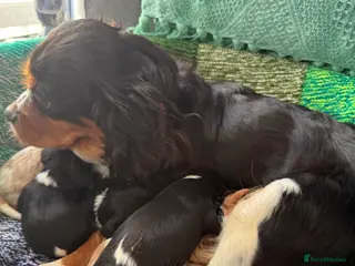 Cavalier King Charles Spaniel dogs King Charles cavalier - Advert 1