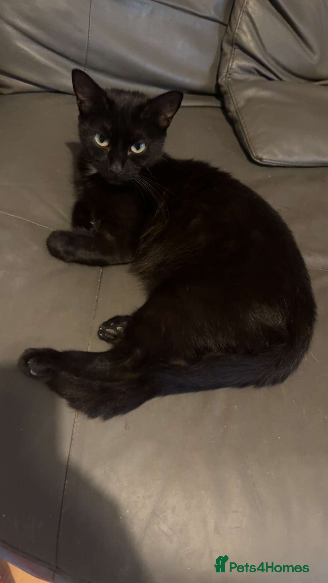 Mixed Breed cats for sale: Kittens - Advert 6