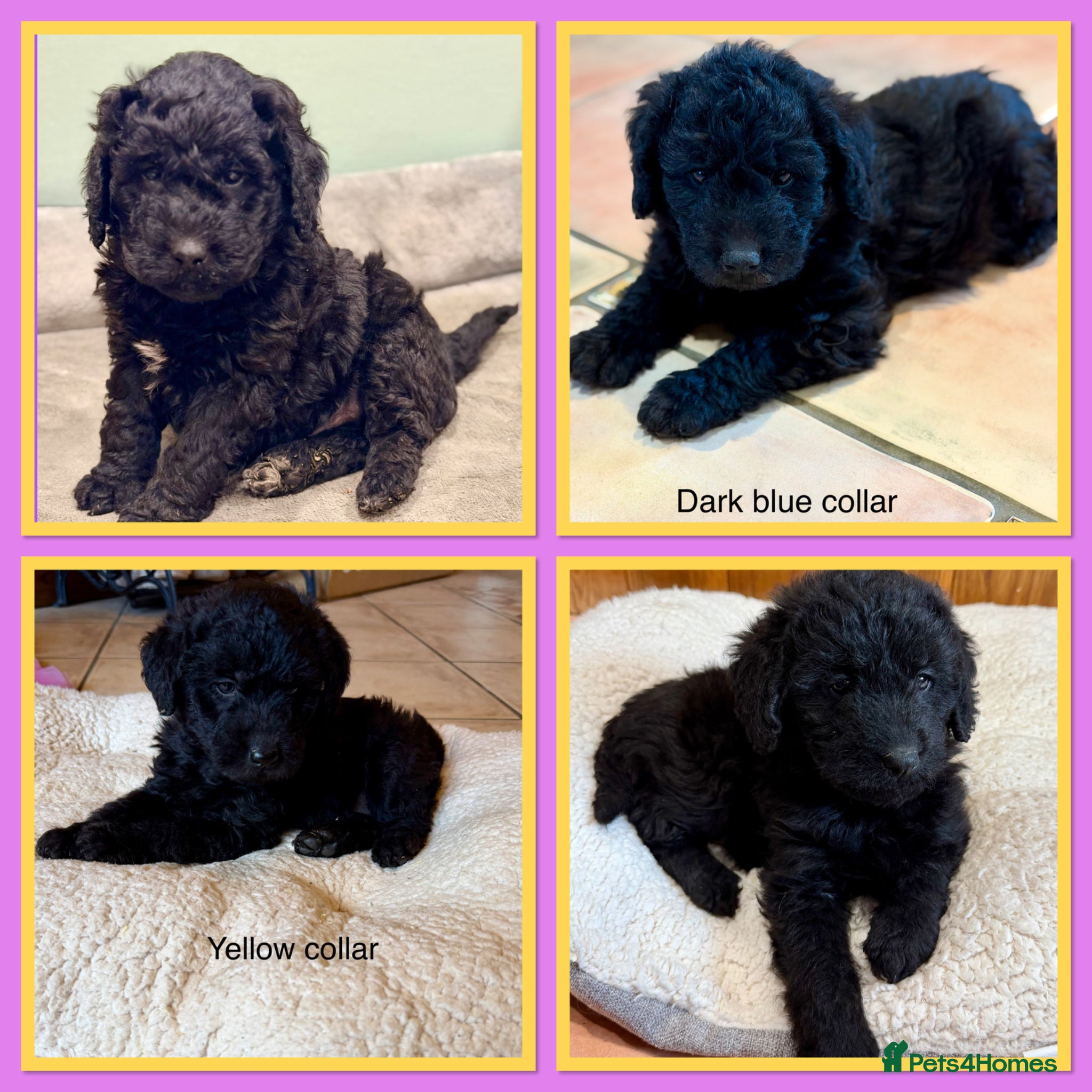Labradoodle dogs Miniature Labradoodles- from experienced breeder - Advert 2
