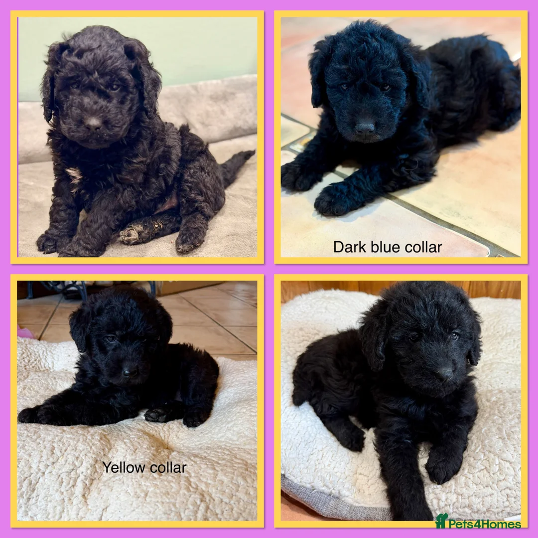 Labradoodle dogs for sale: Miniature Labradoodles- from experienced breeder - Advert 2