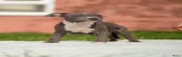 Staffordshire Bull Terrier dogs for sale: Top quality pedigree staff puppies  - Advert 14