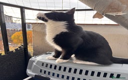 British Shorthair cats for sale: FREE black and white cat 18 months old - Image 4